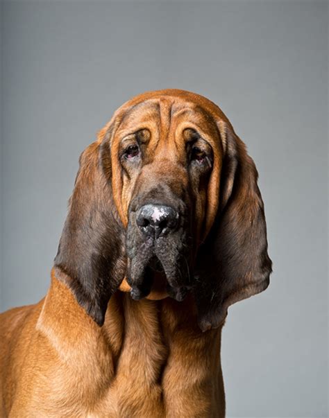 Bloodhound malpe